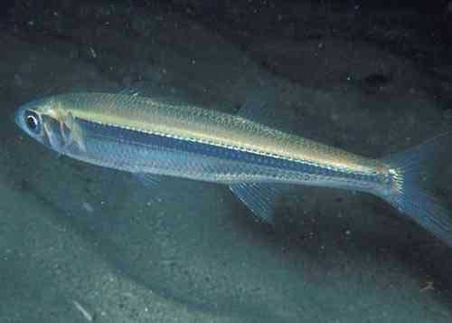 Атерина (atherina boyeri).