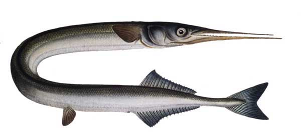 Сарганообразные Чёрного моря. Отряд beloniformes.