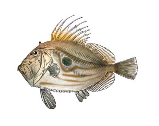 Солнечникообразные Чёрного моря. Отряд zeiformes.