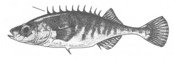 Колюшкообразные Черного моря. Отряд gasterosteiformes.