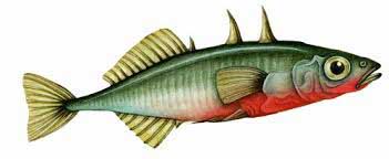 Gasterosteus aculeatus Linnaeus, 1758 — трехиглая колюшка.