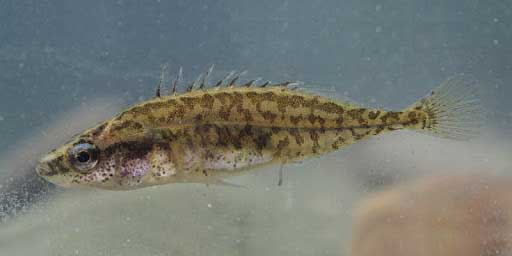 Pungitius platygaster — малая южная колюшка.