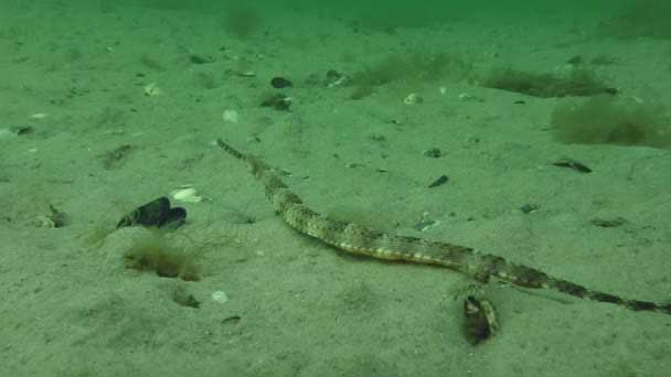 Syngnathus variegatus — толсторылая игла-рыба, полосатая игла-рыба.