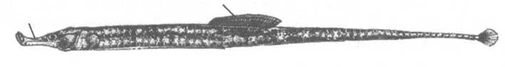 Syngnathus variegatus (толсторылая игла-рыба).