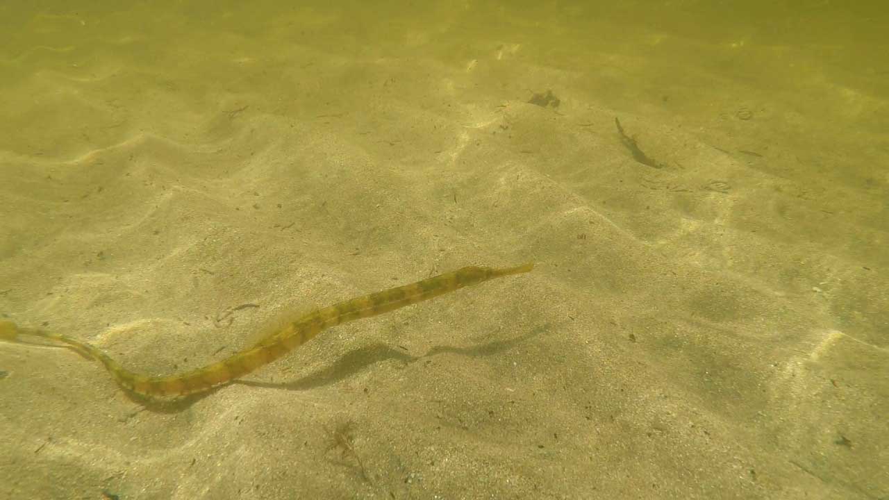 Nerophis ophidion — морское шило или змеевидная игла.