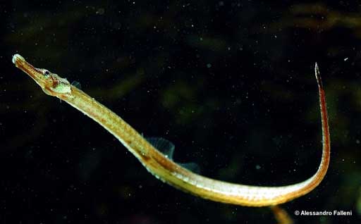 Syngnathus abaster — черноморская пухлощекая игла-рыба.