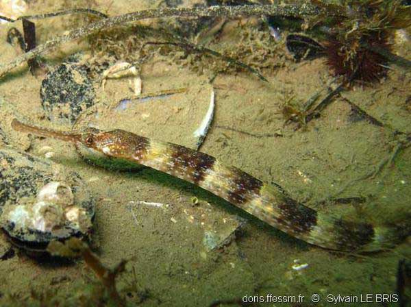 Syngnathus tenuirostris — тонкорылая игла-рыба.