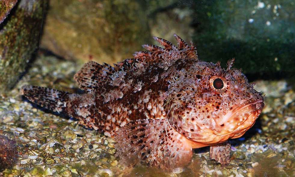 Scorpaena notata — малая скорпена.