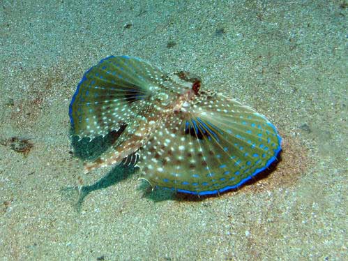 Dactylopterus volitans (Linnaeus, 1758) — обыкновенный долгопер.