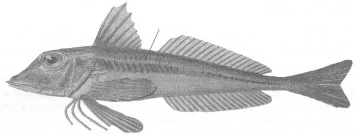 Eutrigla gumardus (серая тригла).