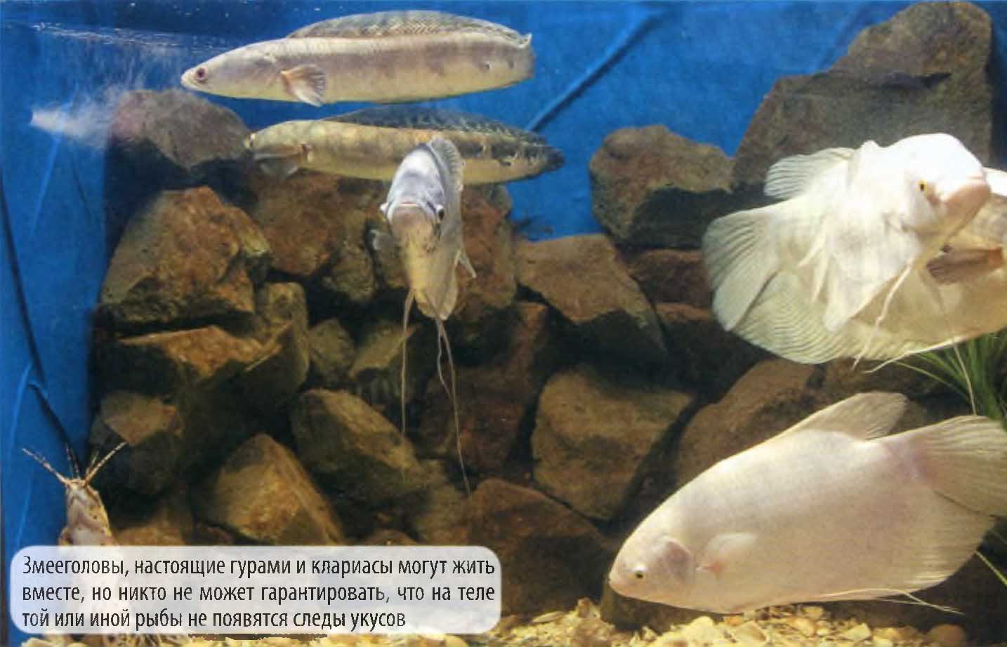 Змееголовы, настоящие гурами и клариасы могут жить вместе, но никто не может гарантировать, что на теле той или иной рыбы не появятся следы укусов.