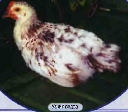 Куриные истории.
