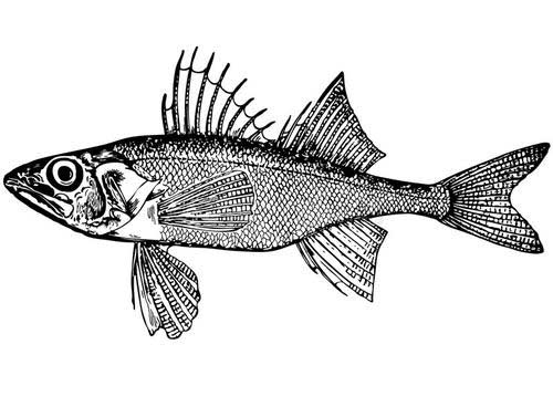 Окунеобразные Чёрного моря. Отряд perciformes.