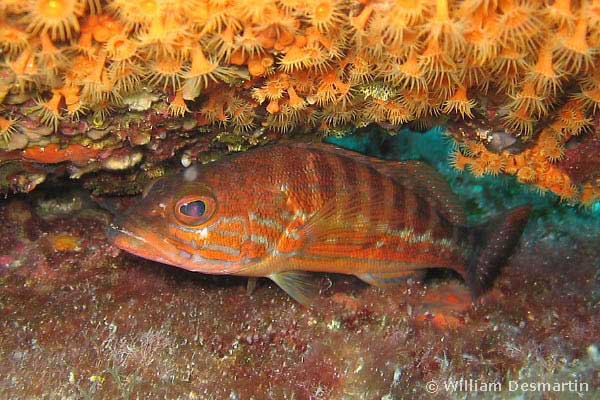 Ханос или каменный окунь (Serranus cabrilla).
