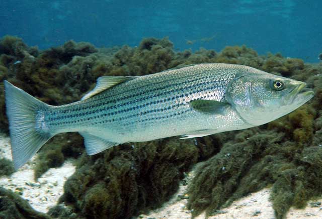 Окунь полосатый - Morone saxatilis.