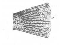 Serranus scriba (каменный окунь).