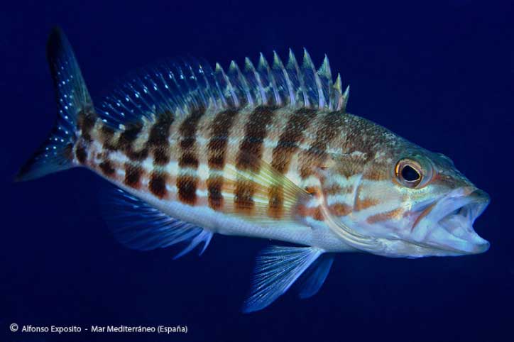 Ханос (Serranus cabrilla).