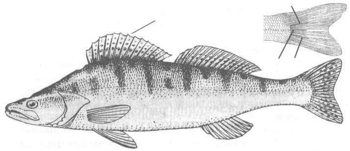 Окуневые Чёрного моря. Семейство Percidae.