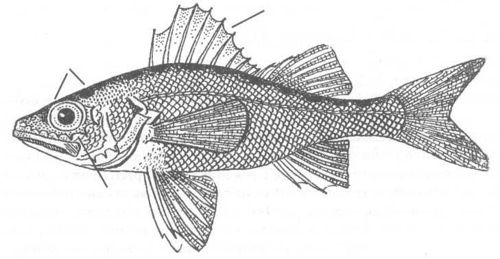 Percarina demidoffii (перкарина).