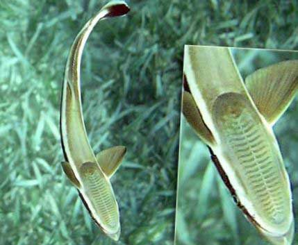 Прилипаловые Чёрного моря. Семейство Echeneidae.