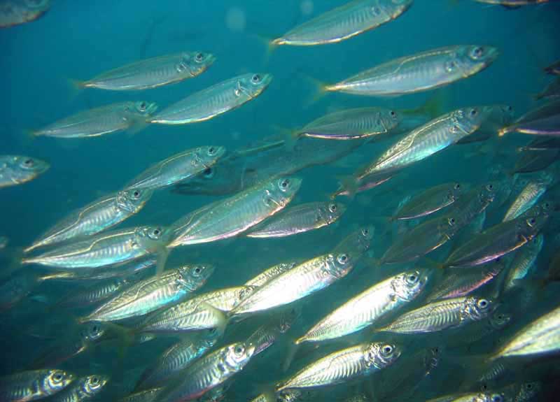 Средиземноморская ставрида (Trachurus mediterraneus).