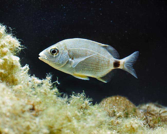 Diplodus annularis — морской карась, ласкирь.