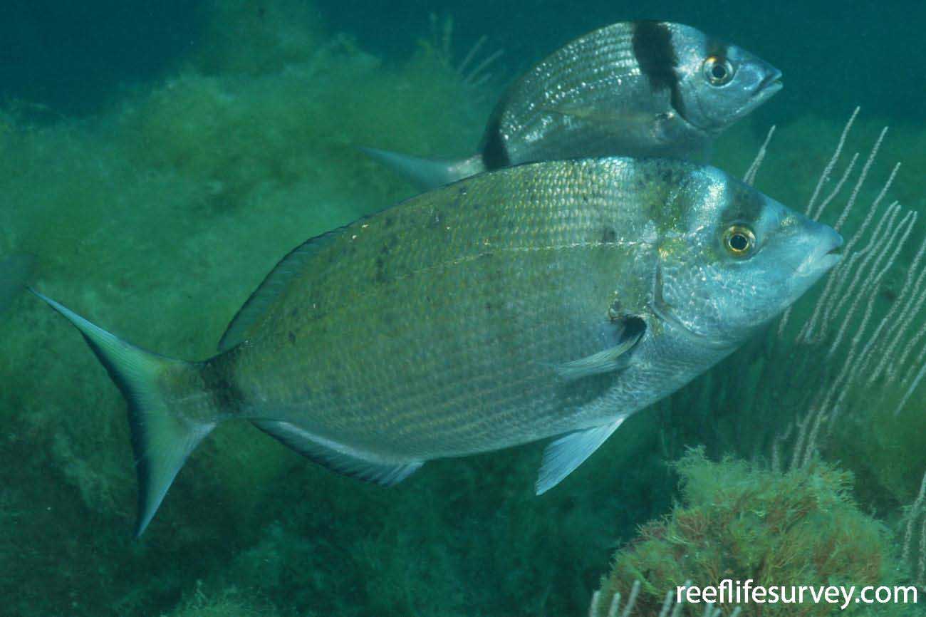 Diplodus puntazzo — зубарик, хиэна.