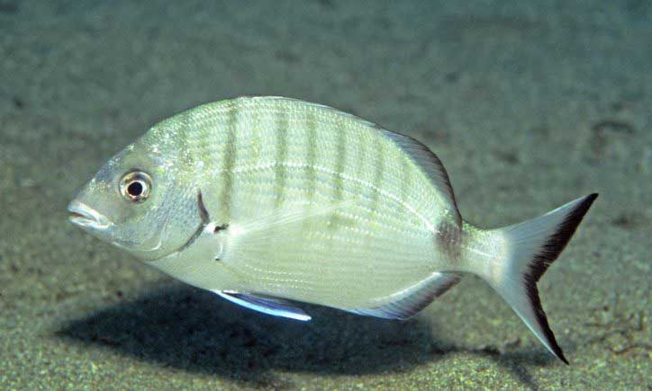 Diplodus sargus — белый сарг, полосатый карась.