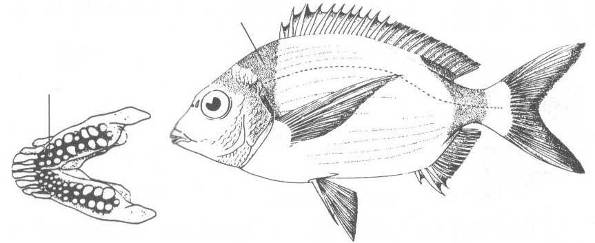 Diplodus vulgaris (морской карась).