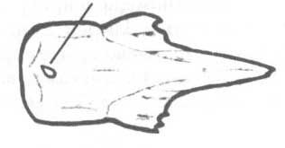 Spicara flexuosa (спикара).