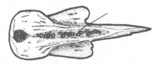 Spicara maena (мэнола).