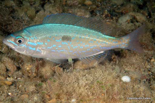 Spicara flexuosa - спикара, смарида, морской окунь, горбушка.