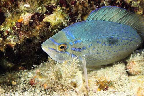 Spicara smaris — смарида.