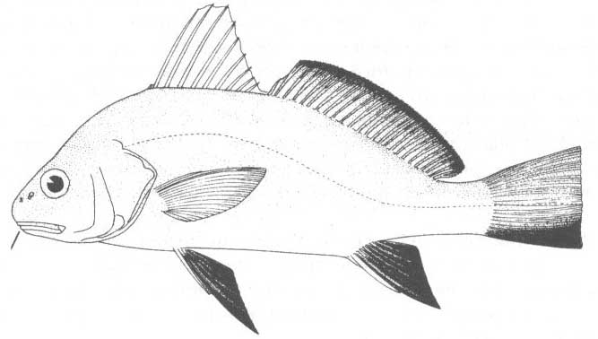 Черный горбыль (Sciaena umbra).