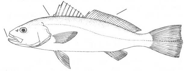 Серебристый горбыль (Argyrosomus regius).