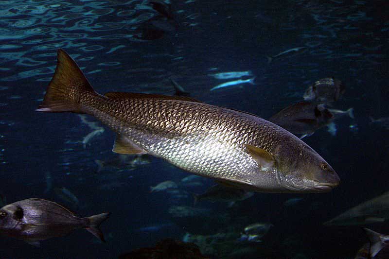 Umbrina cirrosa — светлый горбыль или умбрина.