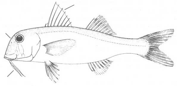 Султанковые Чёрного моря (семейство Mullidae).