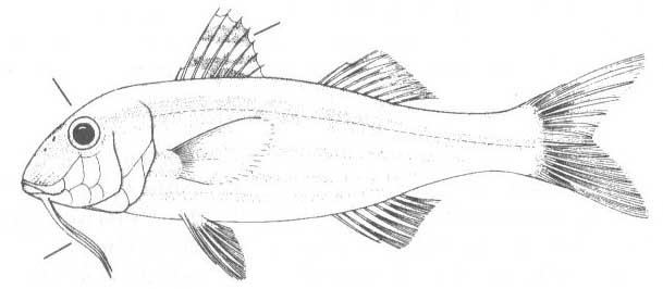 Mullus surmuletus (полосатая барабулька).