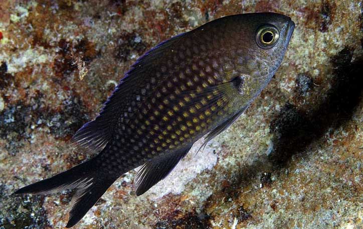 Зеленушка или рыба ласточка (chromis chromis).
