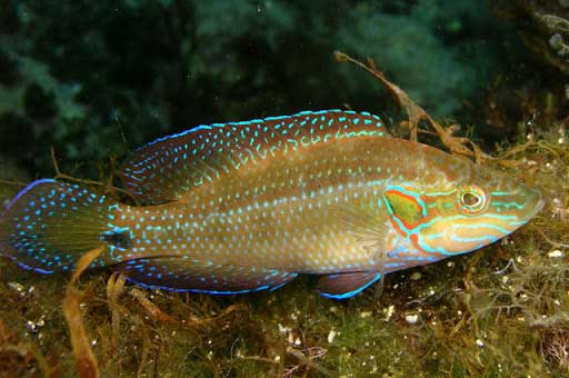 Crenilabrus ocellatus - глазчатый губан, рулен, зеленушка.