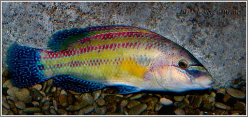 Crenilabrus tinea — зеленушка, рулена, зеленуха.