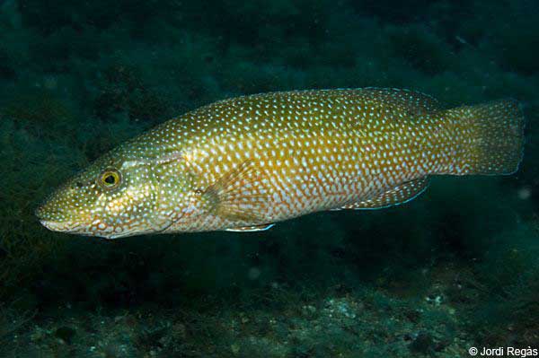 Labrus viridis — петропсаро, зеленый губан.