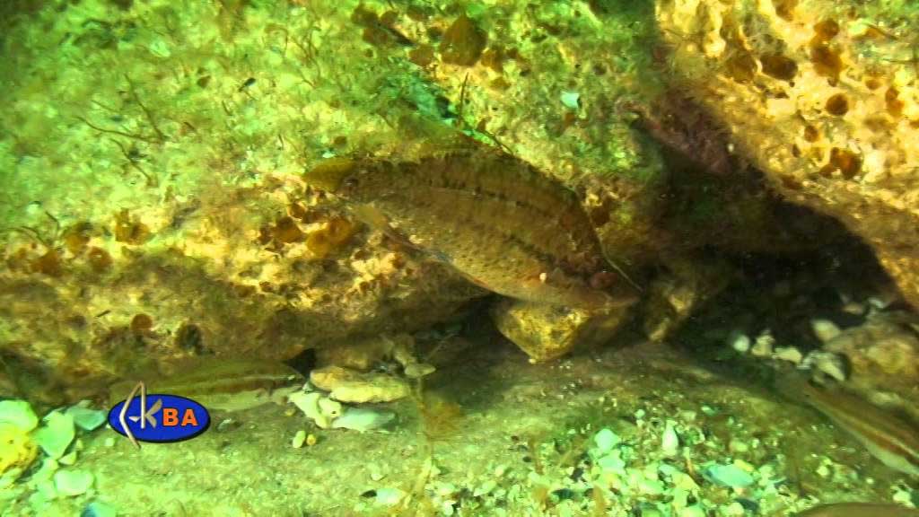 Symphodus scina — носатый губан.