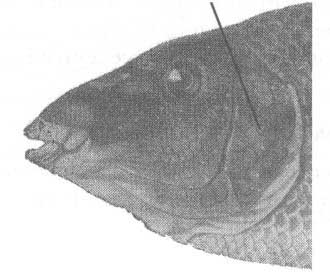 Crenilabrus tinea (зеленушка).