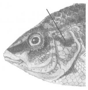 Crenilabrus roissali (перепелка).