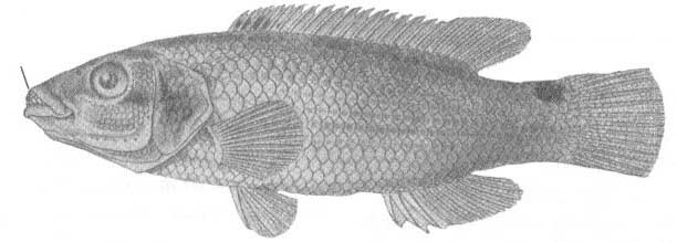 Ctenolabrus rupestris (красный губан).