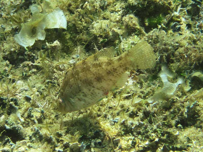 Crenilabrus cinereus — рябчик.