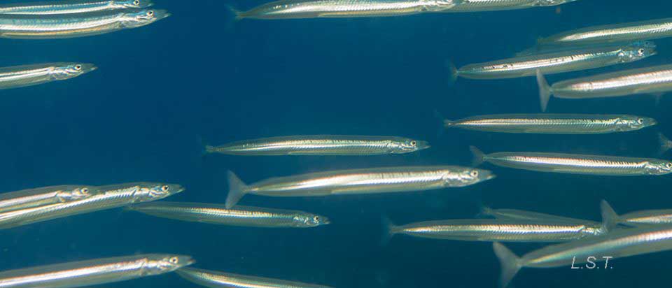Gymnammodytes cicerelus – рыбка пескорой (голая песчанка).

