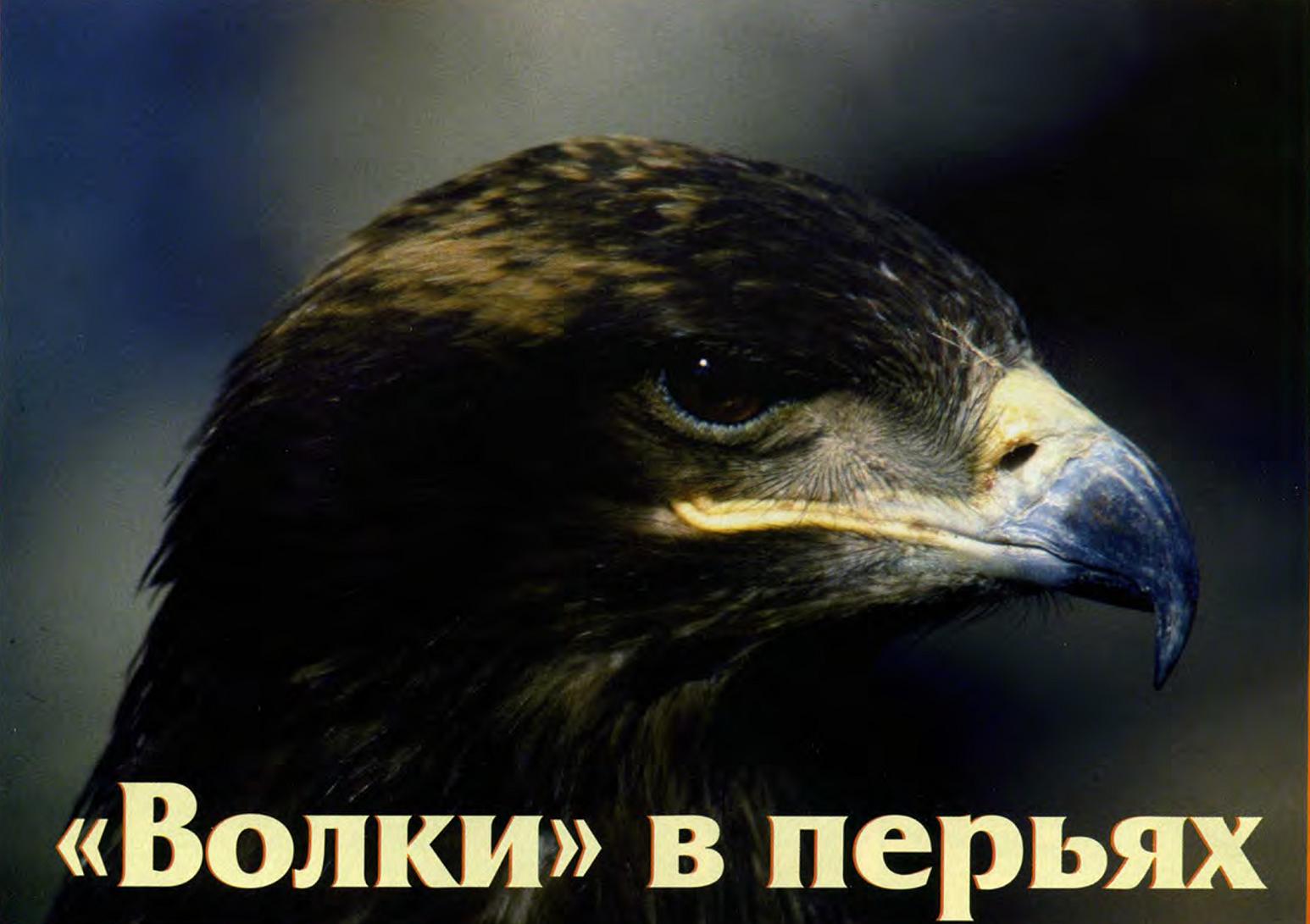 Хищные птицы.
