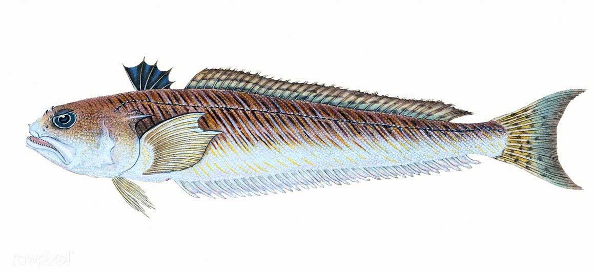 Черноморские морские дракончики (семейство Trachinidae).